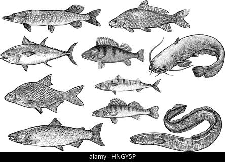 Fish collection illustration, drawing, engraving, Lina art, realistic Stock Vector