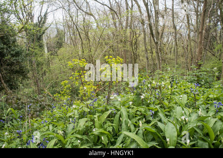 Wood Spurge, Euphorbia amygdaloides, in a Herefordshire wood in spring Stock Photo