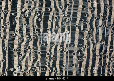Photomicrograph, polished wooden surface, Wenge (Millettia laurentii), cross-section Stock Photo