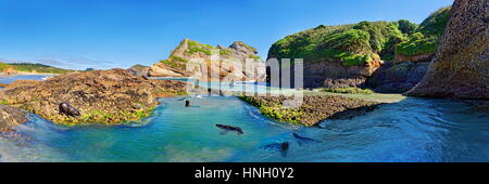 Group of young New Zealand Fur Seals (Arctocephalus forsteri) in protected basin on Wharakari beach, Cape Farewell, Southland Stock Photo