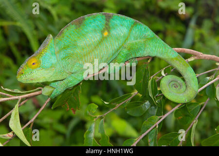 Parson's chameleon (Calumma parsonii parsonii) on branch, female, pregnant, colour variant 'yellow giant', Vohimana Stock Photo