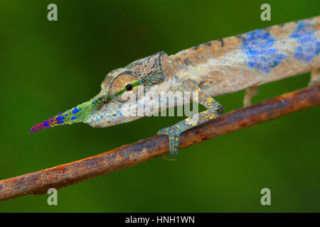 Close-up long-nosed chameleon (Calumma gallus) on branch, male, Vohimana, Eastern Madagascar, Madagascar Stock Photo