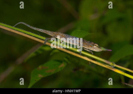 Long-nosed chameleon (Calumma gallus) on branch, male, Vohimana, Eastern Madagascar, Madagascar Stock Photo
