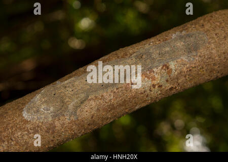 Henkel's leaf-tailed gecko (Uroplatus henkeli) camouflaged on tree trunk in Ankarana National Park, northern Madagascar Stock Photo