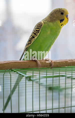 Close-up of Melopsittacus undulatus, also known as Budgie with beak open Stock Photo