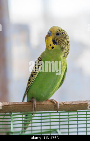 Close-up of Melopsittacus undulatus, also known as Budgie with beak open Stock Photo