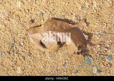 Brown oak leaf on dirt background Stock Photo