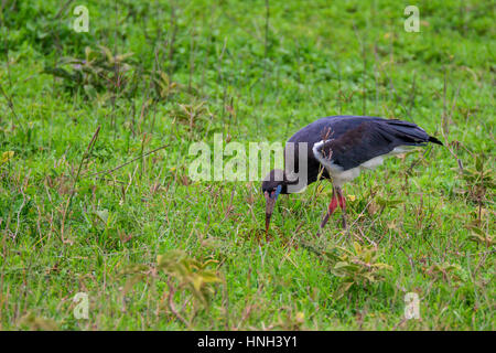 Wild Abdim's stork or Ciconia abdimii outdoor Stock Photo