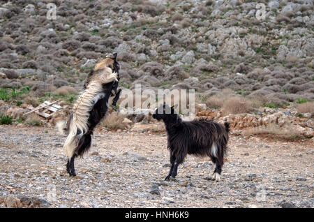 Two goats fighting each other with their horns, Crete, Greece Stock Photo