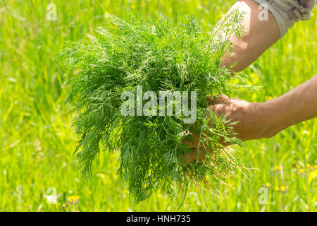 Dill in hand. Hands gardener. Work-worn hands. Farmers hands with freshly dill. Freshly picked vegetables. Unwashed dill. Stock Photo