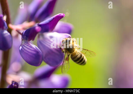 A bee pollinates violet lupine. Macro bee Stock Photo