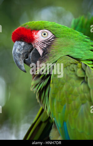 Green military macaw (Ara militaris). Stock Photo