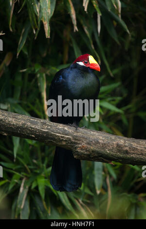 Violet turaco (Musophaga violacea), also known as the violaceous plantain eater. Stock Photo