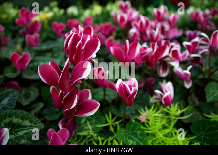 close up of pink cyclamen flower blossoms with white line surrounded by green leaves blurred floral background spring nature background Stock Photo
