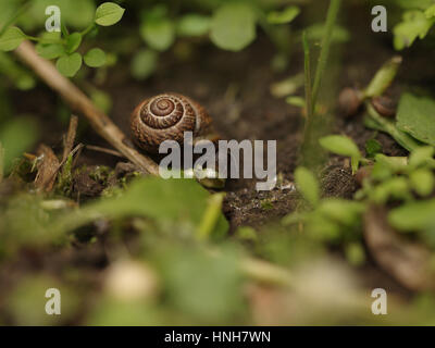 Brown snail deeply in the grass eating the green leaf, all green garden, Russia Stock Photo