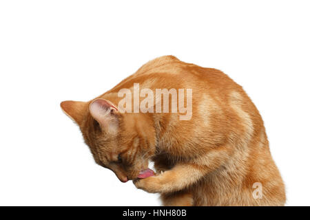 Portrait of Washes Ginger Cat Licking paw on Isolated white background, front view Stock Photo
