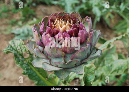 Artichokes (bud) growing on the field. Agriculture in France. Stock Photo