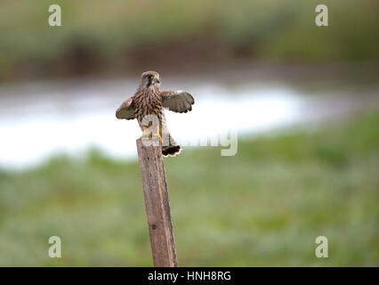 Kestrel ( Falco tinnunculus)  on post, wings out, unusual pose. Stock Photo