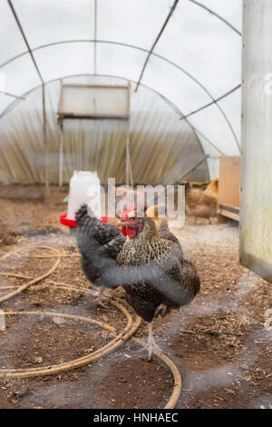 Normally free range chickens held in isolation in a polytunnel as a safeguard during an outbreak of H5N8 bird flu in the Uk during 2016 and 2017. Stock Photo