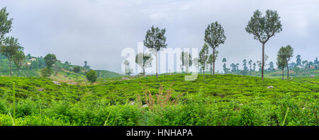 The tea plantations owned by Dambatenne Tea factory are one of the most largest in Sri Lanka Stock Photo