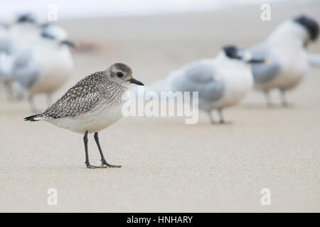 Grey Plover Pluvialis squatarola), standing on the shore together with Sandwich Terns Stock Photo