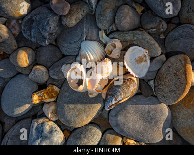Selection of shells on a stony beach in the golden hour of the evening Stock Photo