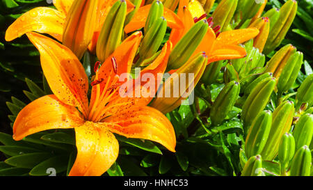 A beautiful tiger lily Stock Photo