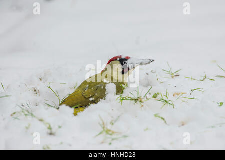 Male green woodpecker (Picus viridis) foraging for food in winter on a snow-covered lawn. The beak is being used as a snow plough to clear the snow. Stock Photo