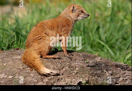 South African Yellow mongoose (Cynictis penicillata) a.k.a. Red Meerkat Stock Photo