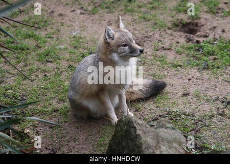 North American Swift fox (Vulpes velox) Stock Photo