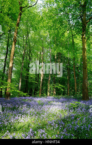 Bluebell wood at Portglenone, Northern Ireland with dappled sunlight shining through trees Stock Photo