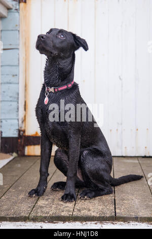 Black Labrador Pet Dog on the Beach Stock Photo