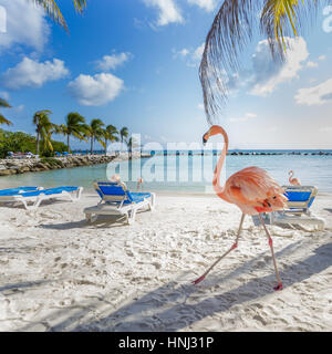 Flamingos on the Aruba beach. Flamingo beach Stock Photo