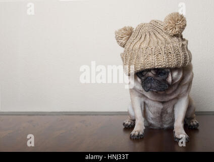 cute little pitiful sad pug puppy dog, sitting down on wooden floor Stock Photo