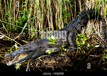 Charging crocodile in Black river, Jamaica Stock Photo