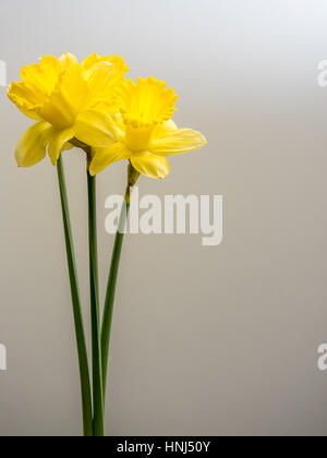 Daffodils on a white background, portrait orientation, copy space Stock Photo
