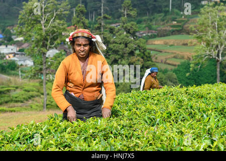 NUWARA ELIA, SRI LANKA - FEBRUARY 20: Tea picking in Sri Lanka hill country. Nuwara Eliya on February 20, 2015 Stock Photo