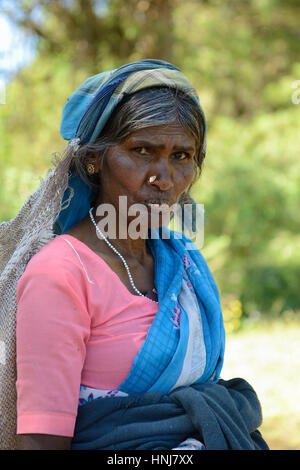 NUWARA ELIA, SRI LANKA - FEBRUARY 20: Ethnic working woman at the harvest of the tea in the Sri Lanka hill country. Nuwara Eliya on February 20, 2015 Stock Photo