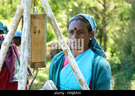 NUWARA ELIA, SRI LANKA - FEBRUARY 20: Ethnic woman he is weighing sacks with the fresh tea in the Sri Lanka hill country. Nuwara Eliya on February 20, Stock Photo