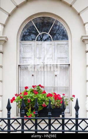 Red geraniums on the window sill in Fitzroy Square London Stock Photo