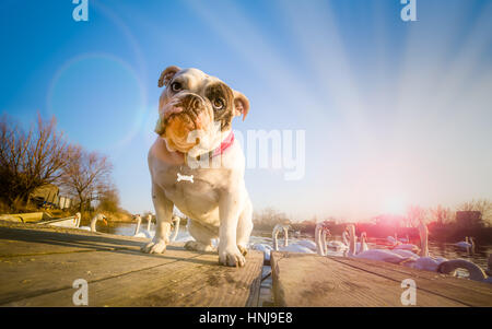 English bulldog portrait on the lake English bulldog portrait on the lake