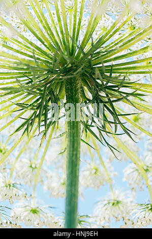 The flower of a wild carrot (Daucus carota) from below against blue sky Stock Photo