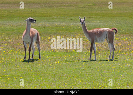 Guanacos (Lama guanaco) in a meadow, one making a face at the other, Torres del Paine National Park, Chile Stock Photo