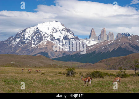Herd of guanacos (Lama guanaco) grazing in meadow, Torres del Paine National Park Stock Photo