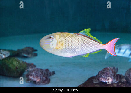 Red tail triggerfish Xanthichthys mento are found in Mexico and are territorial. Stock Photo