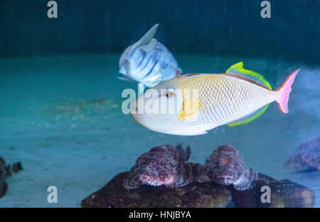 Red tail triggerfish Xanthichthys mento are found in Mexico and are territorial. Stock Photo