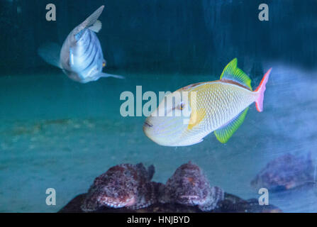 Red tail triggerfish Xanthichthys mento are found in Mexico and are territorial. Stock Photo