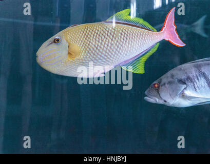 Red tail triggerfish Xanthichthys mento are found in Mexico and are territorial. Stock Photo