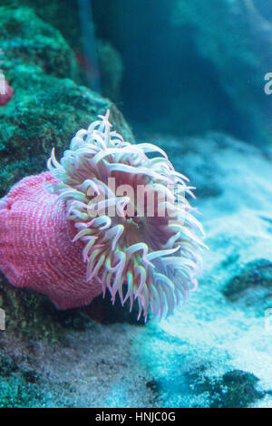White spotted rose anemone Urticina lofotensis in a Pacific ocean coral reef Stock Photo