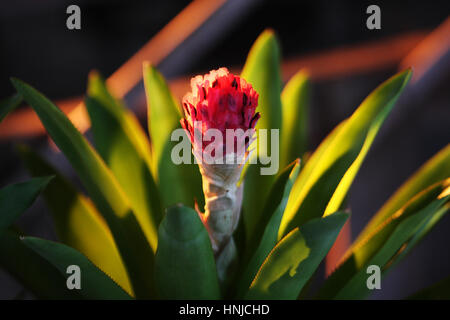 Bromeliad of Guzmania sp. is a member of monocot flowering plants. Stock Photo